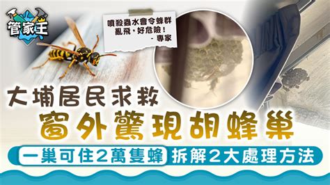 有蜂巢怎麼辦|發現蜂巢，可如何處理？